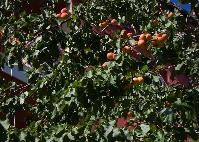 Гостьовий будинок Violeta 7 Несебир