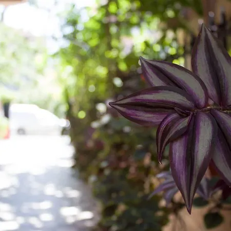 Guest house Violeta 7