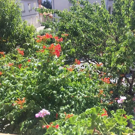 Violeta 7 Πανσιόν