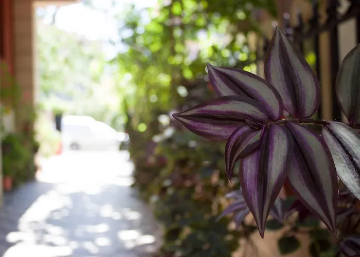 Guest house Violeta 7