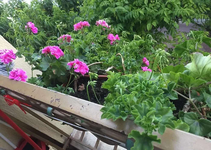 Violeta 7 Guest house 4*